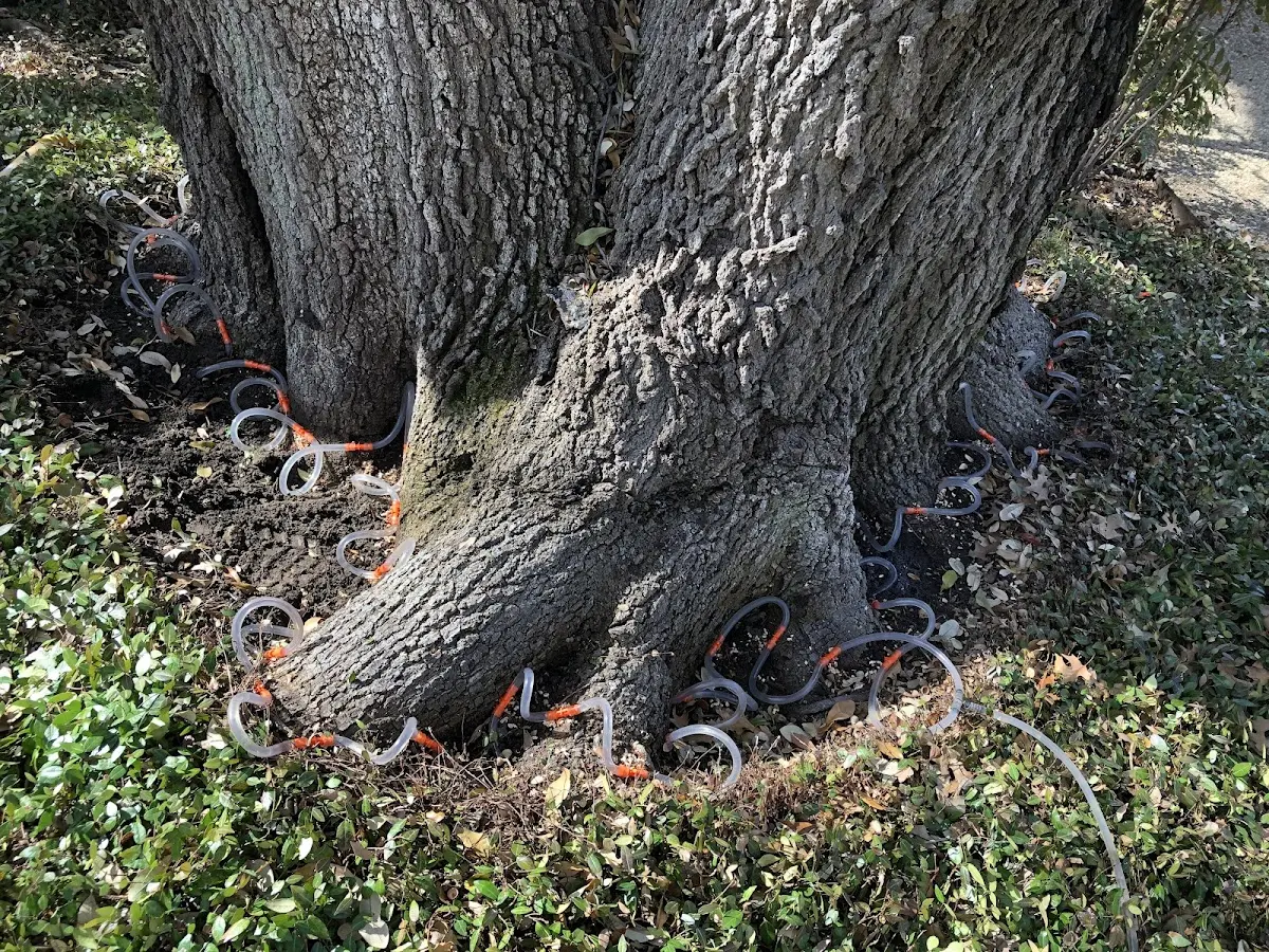 Detailed Tree Cabling and Bracing job site in New Ringgold