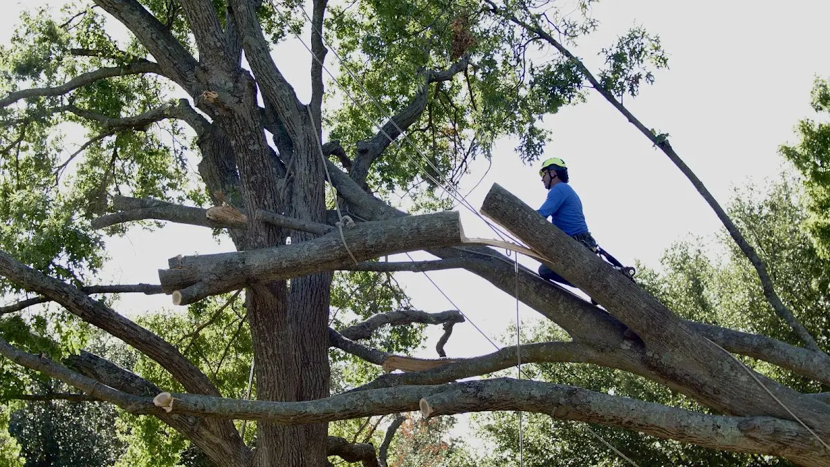 Professional Hazardous Tree Removal performed by certified arborists in New Ringgold