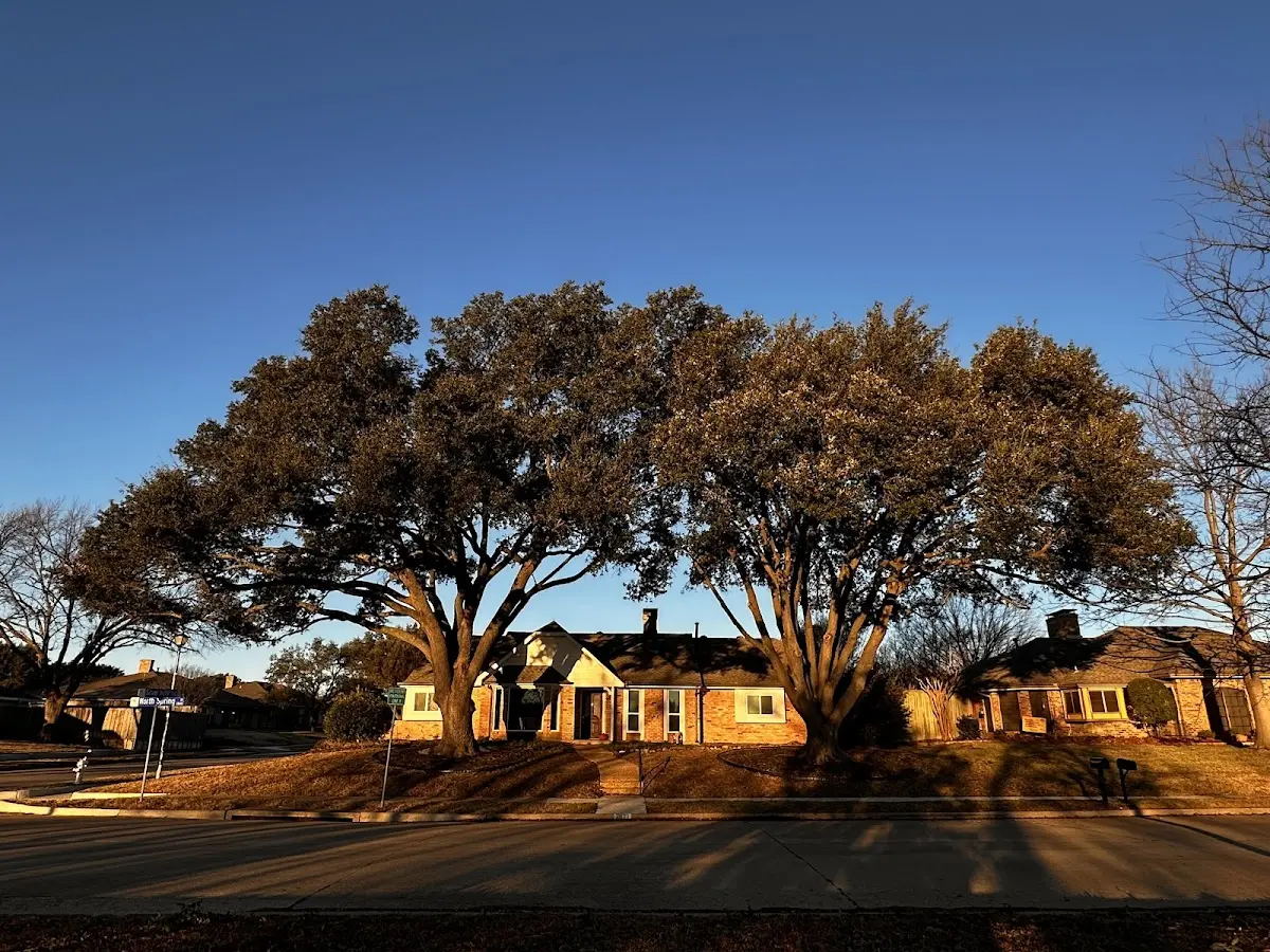 Established residential canopy tree shading a home in New Ringgold